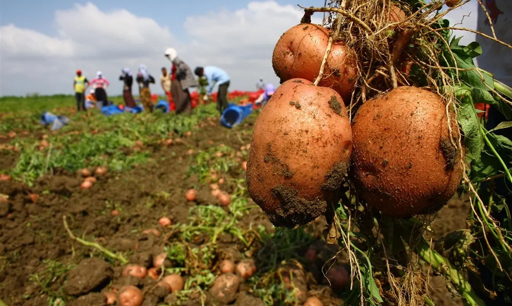 PATATES VE KURU SOĞANA DEVLET MÜDAHALE ETMELİ