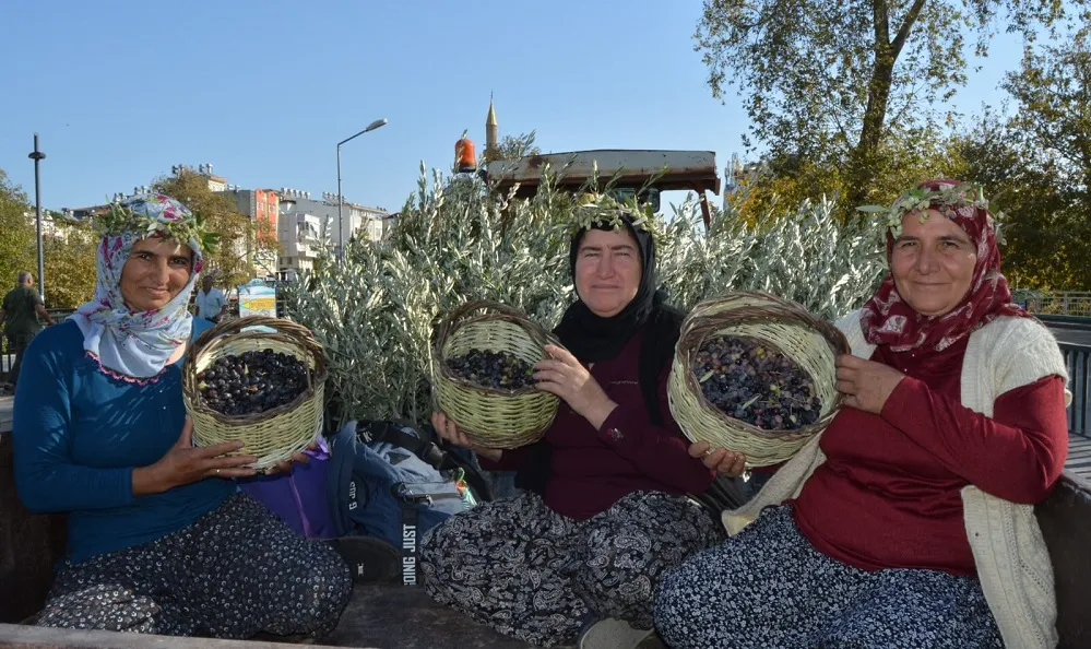 ZEYTİN ÜRETİMİNDE REKOR