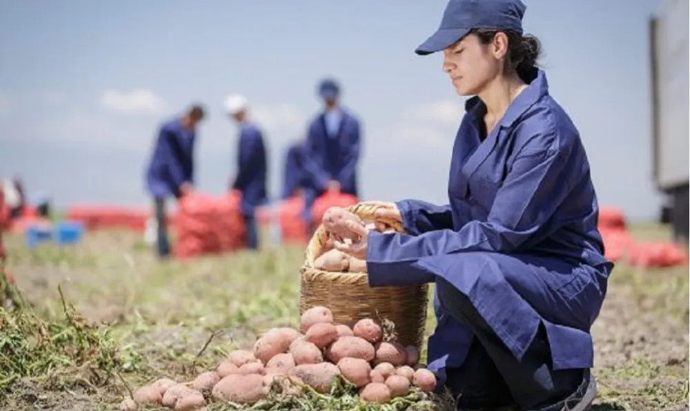 PATATES ÜRETİMİNİN %89’U YENİLEYİCİ TARIM UYGULAMALARIYLA GERÇEKLEŞİYOR