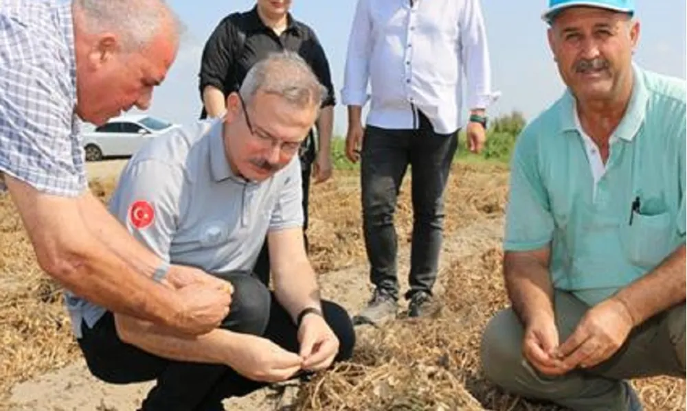 YERFISTIĞINDA HASAT BAŞLADI