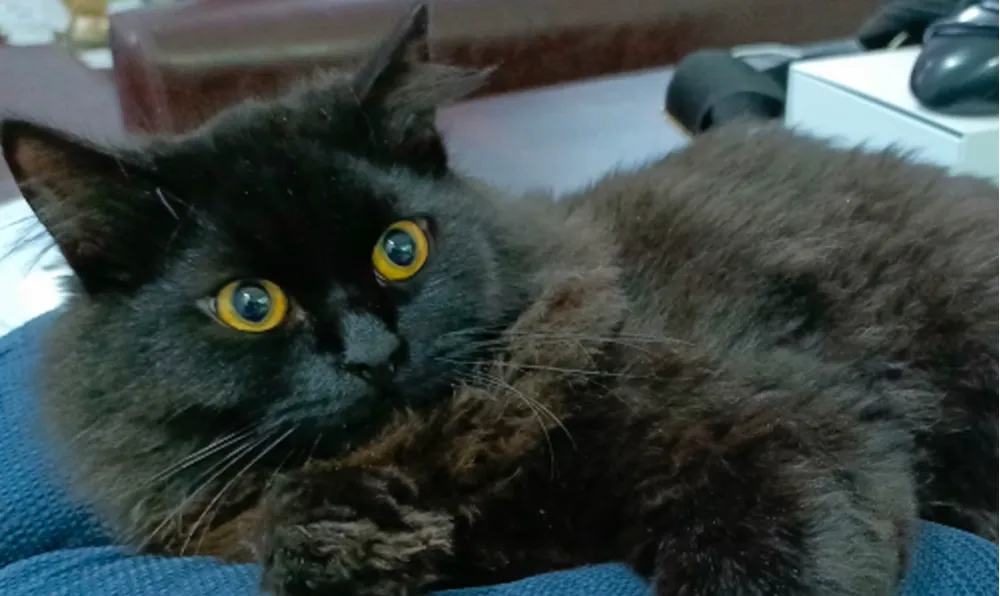 KEDİLER İLK NE ZAMAN VE NEREDE EVCİLLEŞTİ?