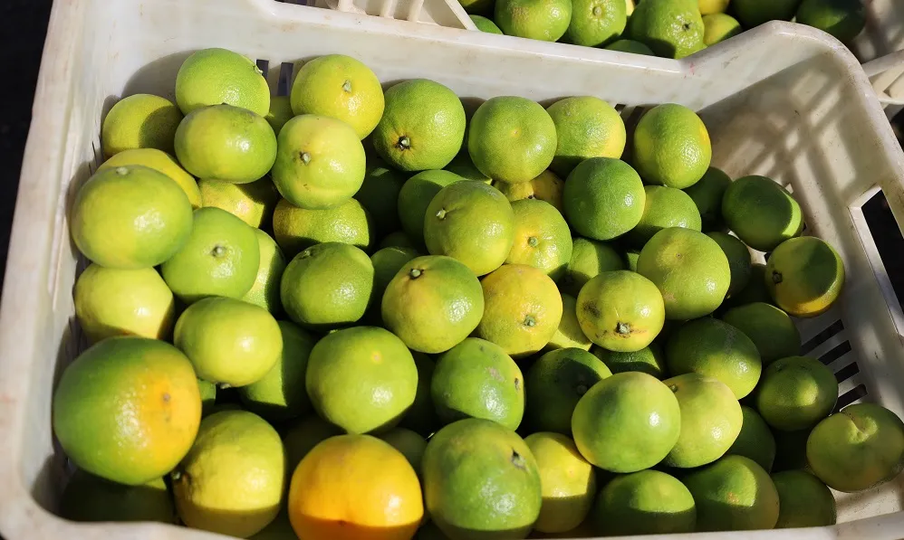 MANDALİNA 4,9 KAT, PORTAKAL 3,1 KAT FAZLAYA SATILDI. 