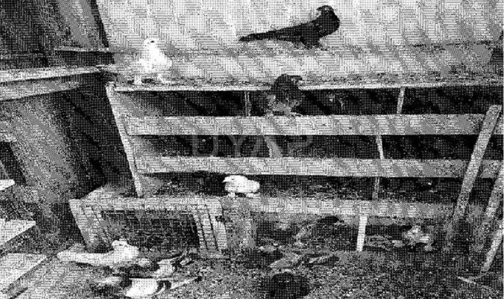 ŞAKA DEĞİL! GÜVERCİNLERE HACİZ 