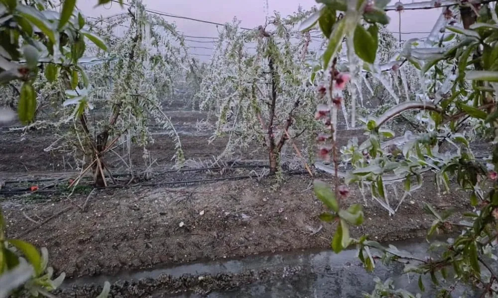 ADANA’DA -5 DERECE SEBZE VE MEYVEYİ BU HALE GETİRDİ