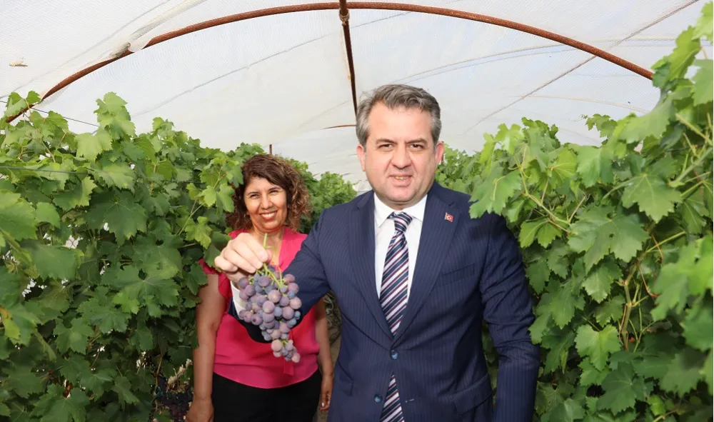 Ç.Ü’DE ERKENCİ ÜZÜM HASADI