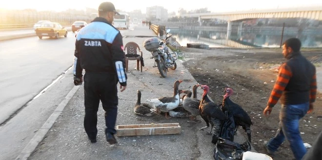 Hayvan Pazarından Manzaralar!