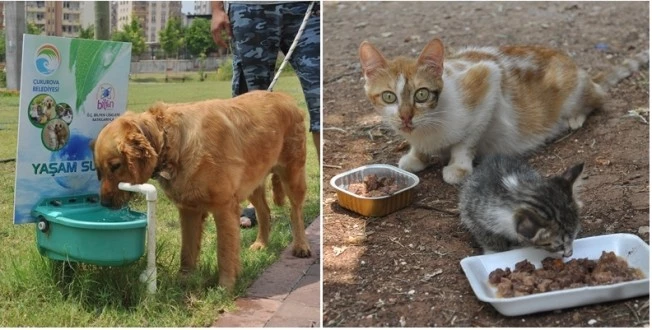 Sokak Hayvanlarına Su ve Ciğer Servisi