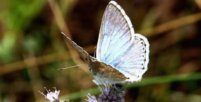 Dünyaya “kelebek” tanıtacak