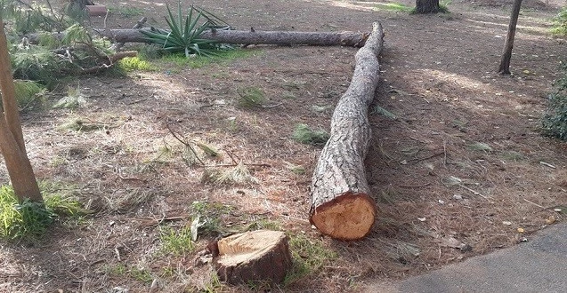 Hastanedeki Çam Ağaçları Kesiliyor!