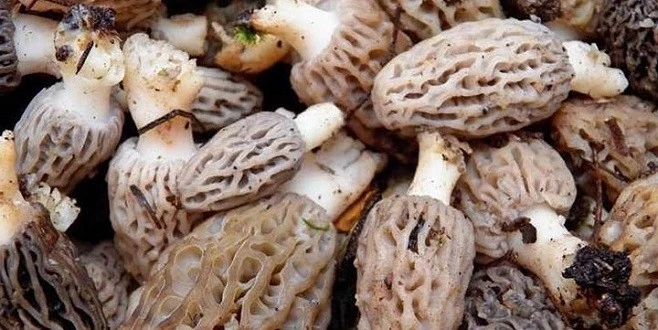 Toroslarda Yetişiyor Japonya