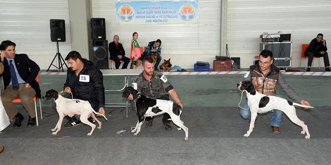 Adana’da en güzel köpek ırkları yarıştı