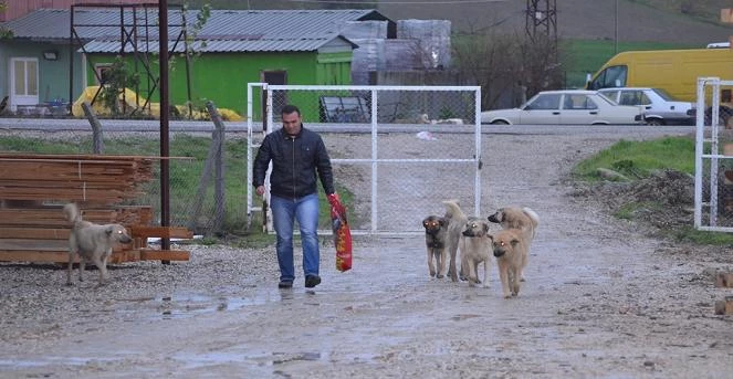 Sokak Hayvanlarına Örnek Eğitim