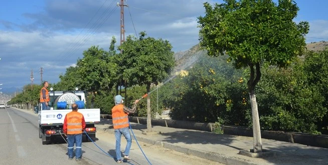 Turunç Ağaçları Bakımda