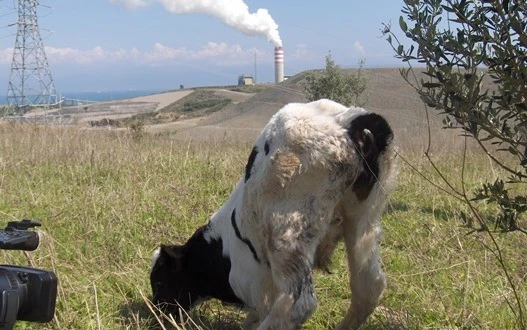 Ürünler Kömür Tozu Altında