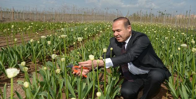 Bu Çiçekler Hollanda Yolcusu