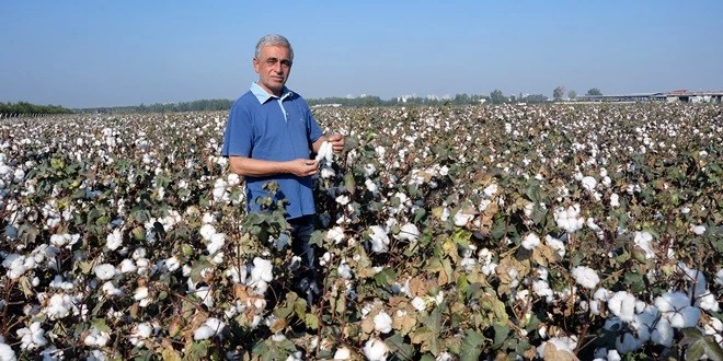 PAMUK ÜRETİCİSİ ZOR DURUMDA