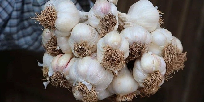 GÜNGÖR: SARIMSAK İTHALATININ ÖNÜ KISMEN AÇILDI