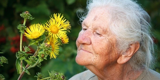 KOKU ALMA BOZUKLUKLARI ALZHEIMER