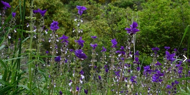 BOTANİK BAHÇELERİNİN ŞEHİRLERİN MARKA DEĞERLERİNE KATKISI NELER?