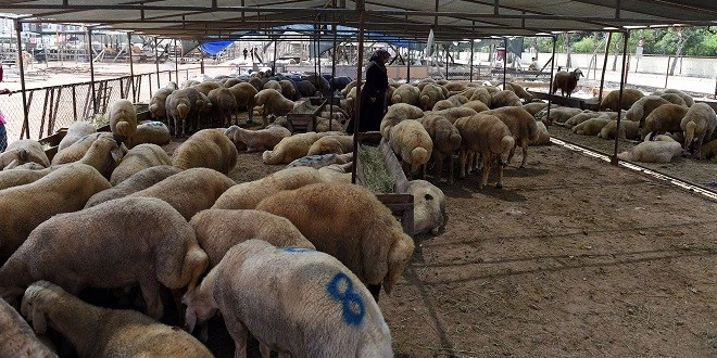 SEYHAN’DA KURBAN KESİMİ ÜCRETSİZ