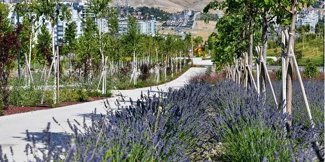 ANKARA’DA LAVANTA PARKI